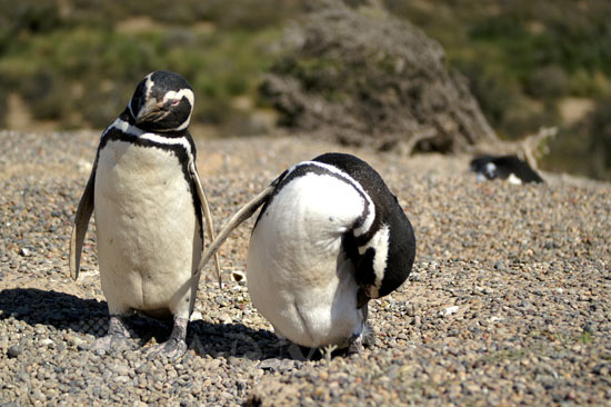 Magellanic penguin
