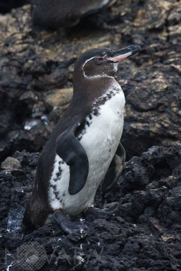 Galapagos penguin