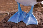 Fou à pieds bleus 