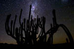 Cactus et Voie lactée