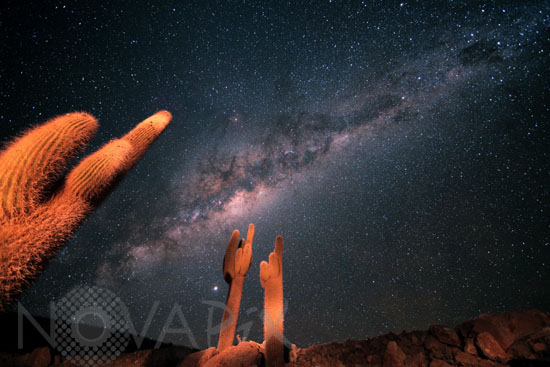 Milky Way and Echinopsis Atacamensis